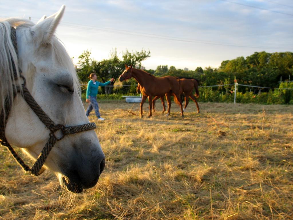 Apartamenty Stajni Jazon Malbork Esterno foto